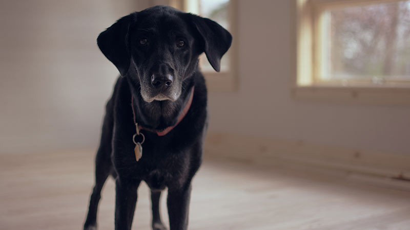 Détecter le cancer de la prostate grâce au flaire d’un chien